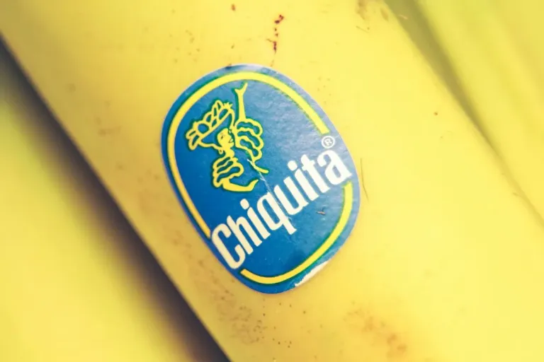 Panama Registers 1,655 Contracts with Chiquita’s Reactivation in Bocas del Toro banana chiquita