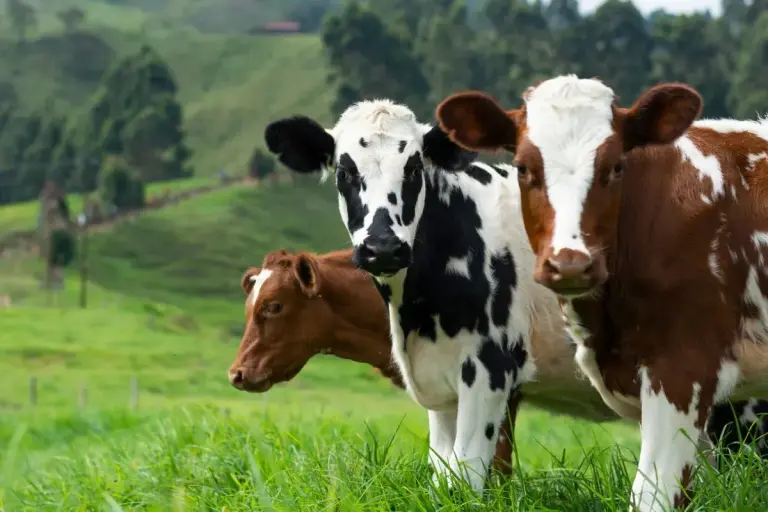 Unlocking Panama’s Cattle Potential: A New Era for Genetic Improvement cows