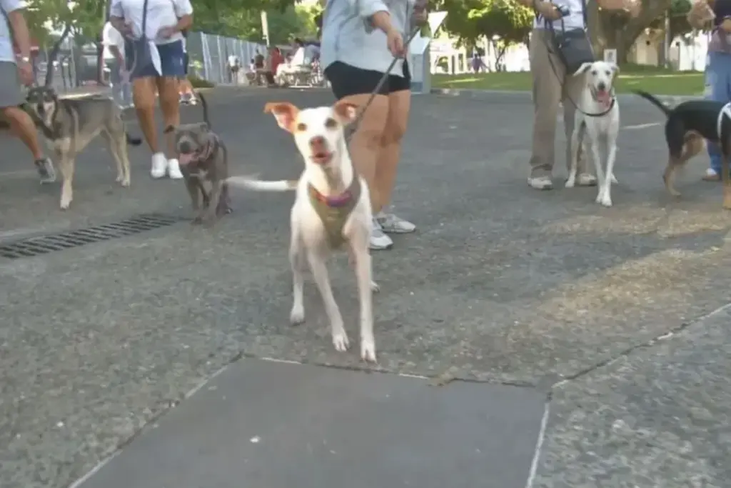 dog park bella vista