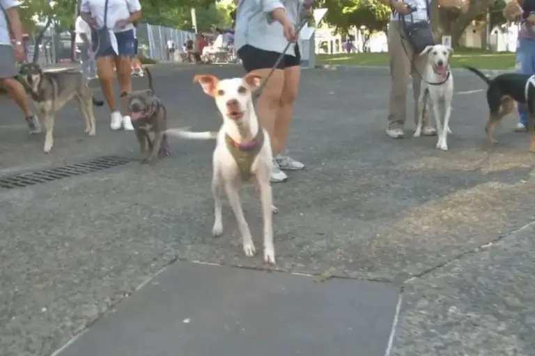 El Cangrejo – Panama City Pet Owners Protest for Expanded Dog Park dog park bella vista