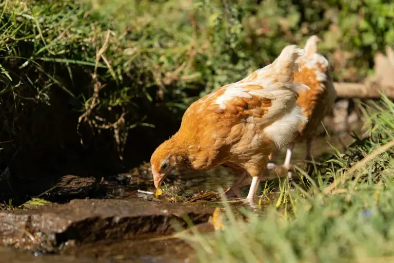 Panama Makes History: First American Humane Certified Cage-Free Eggs Mark Animal Welfare Turning Point free range chicken