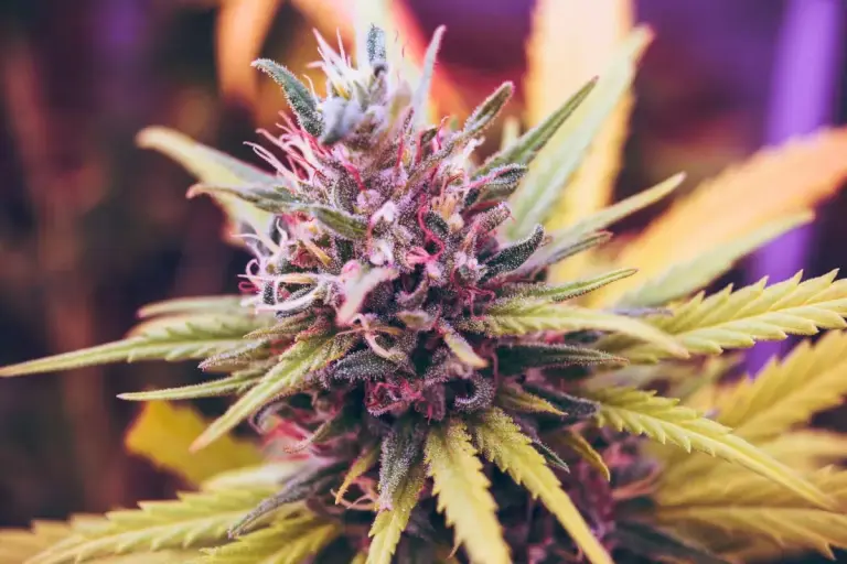 Panama Ministry of Health Publishes New Rules for Medicinal Cannabis Products marijuana