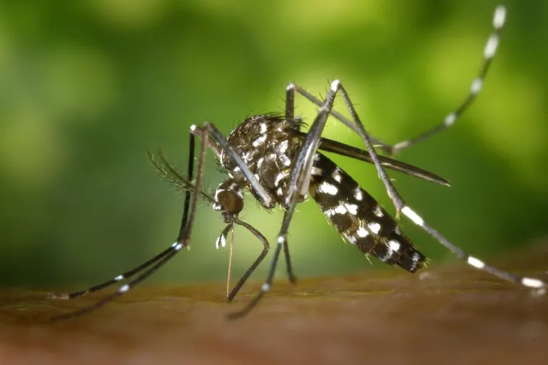 Panama Strengthens Border Health Measures After Yellow Fever Case Reported in Costa Rica mosquito - yellow fever - boarder health