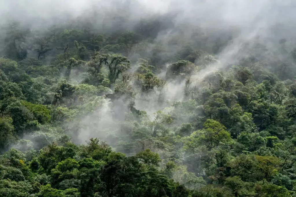 cloud forest