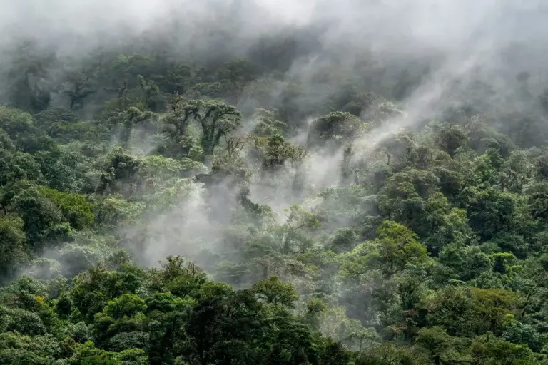 How a Highway Redesign Led to a New Panama Sierra Llorona National Park cloud forest
