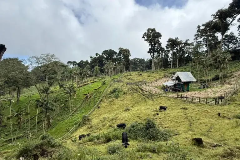 illegal logging wood harvest