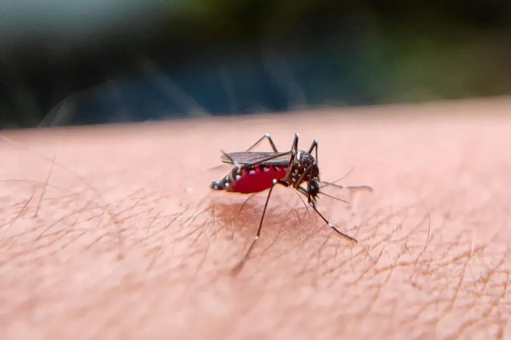 mosquito dengue red