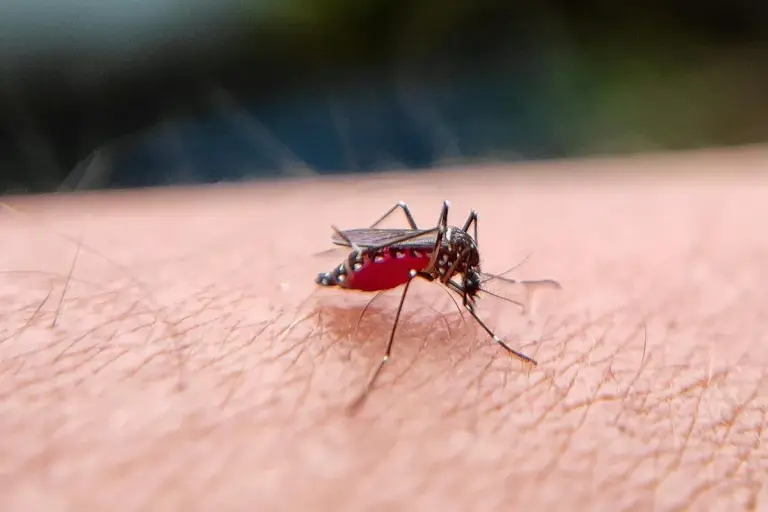 Panama Dengue Outbreak Reaches 13,844 Cases 23 Deaths mosquito dengue red