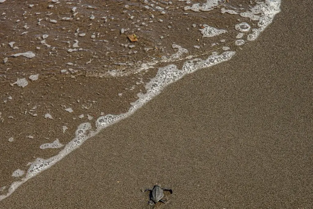 turtle hatching
