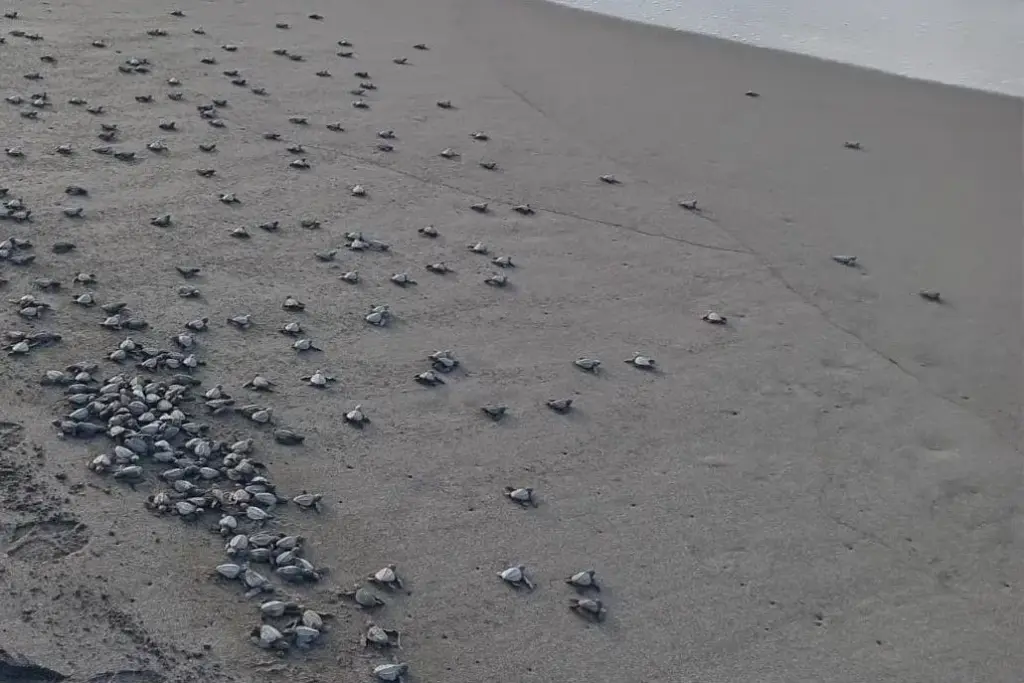 turtles miambiente