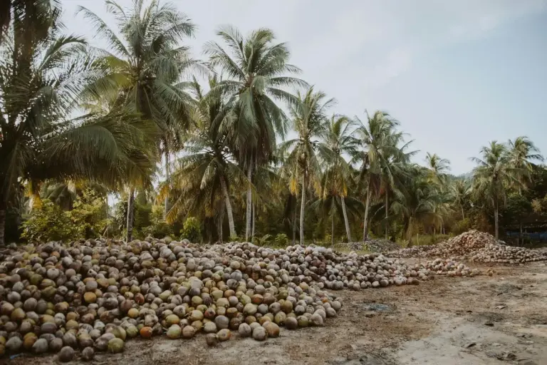 Coconut Agroforestry Technology Program Launched in Panama coconut harvest on beach