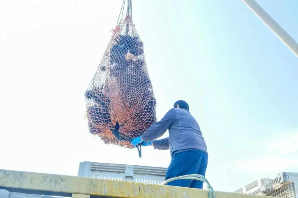 fishing with net worker
