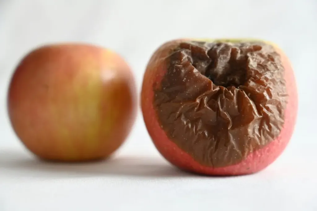 rotten apple food