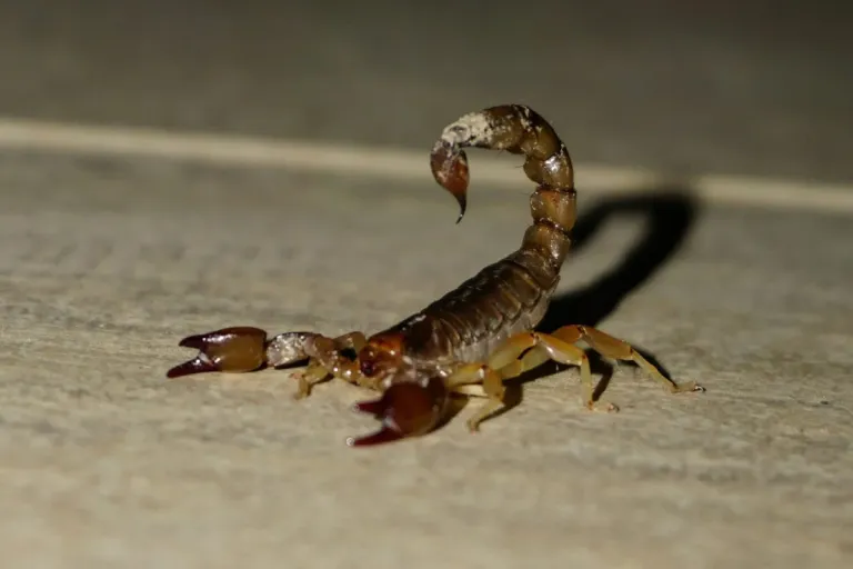 scorpion