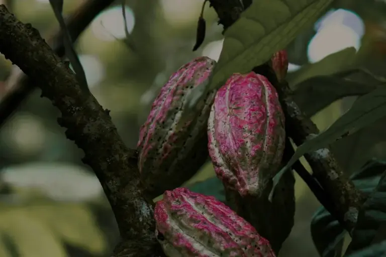 Panama Agricultural Exports Surge with Digital Phytosanitary Certification System cacao plant