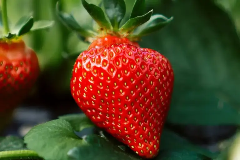 growing strawberry