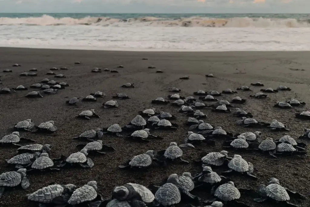 Newborn Turtles. By Mi Ambiente.
