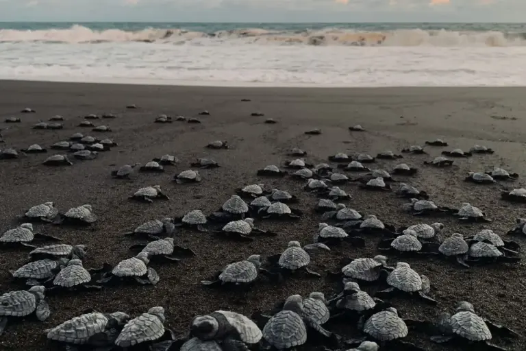 baby turtles