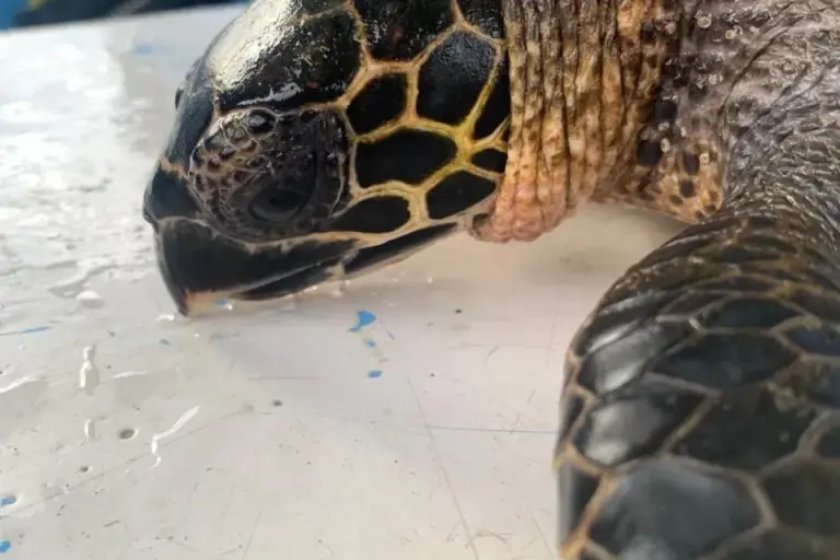 Coiba Island Emerges as Critical Hawksbill Turtle Sanctuary Coiba turtle 2