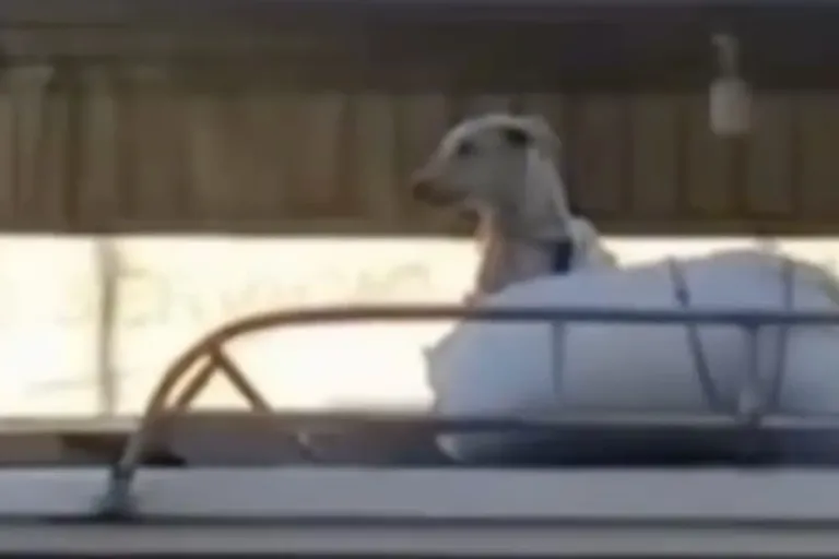 dog on car roof