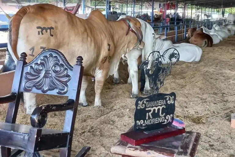 Panama Livestock Genetics Excel at David Fair Amid National Herd Deficit international fair david livestock