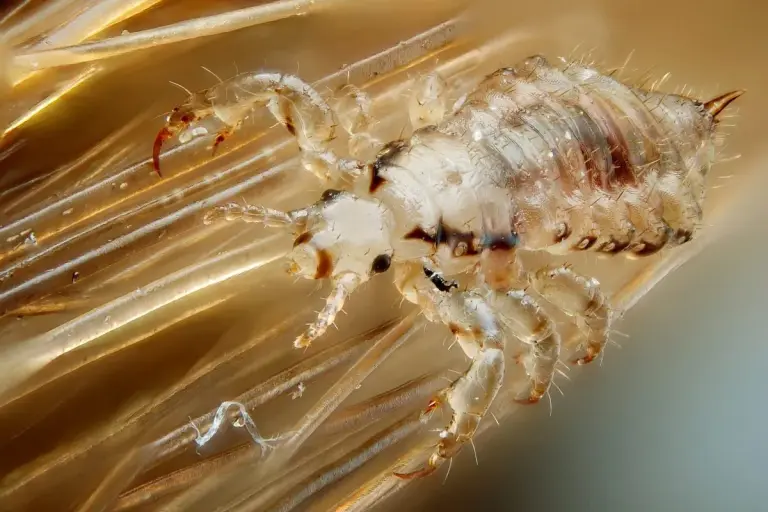 Head Lice Infestations Surge in Panama Schools Again Male human head louse