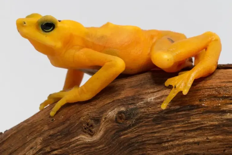 Historic Rewilding of Panama’s National Symbol – Golden Frogs – Begins Panamanian Golden Frog Atelopus zeteki