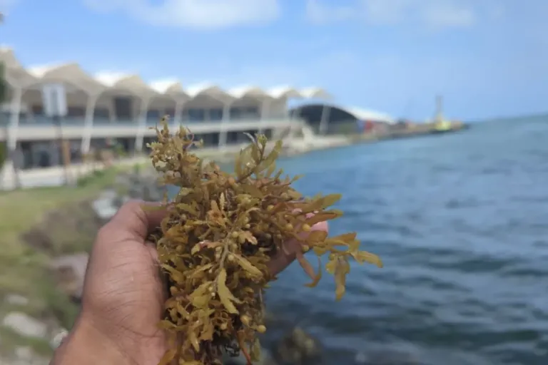 Panama Caribbean Coast Reports Seaweed Influx Seaweed 1