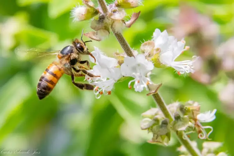 1920px Africanized bee (51557216226) killer bee