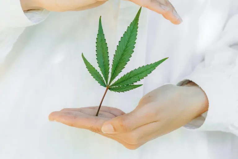 cannabis in hands