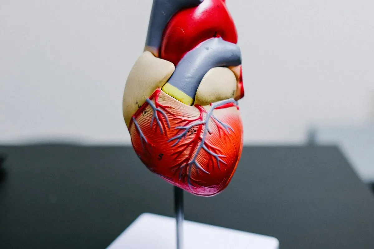 heart model