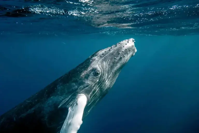 humpback whale panama