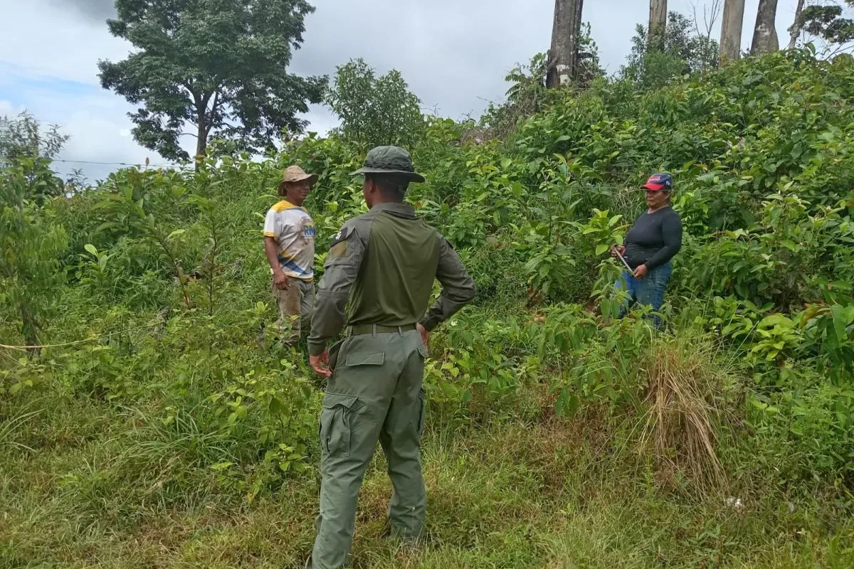 illegal mining alert donoso 1