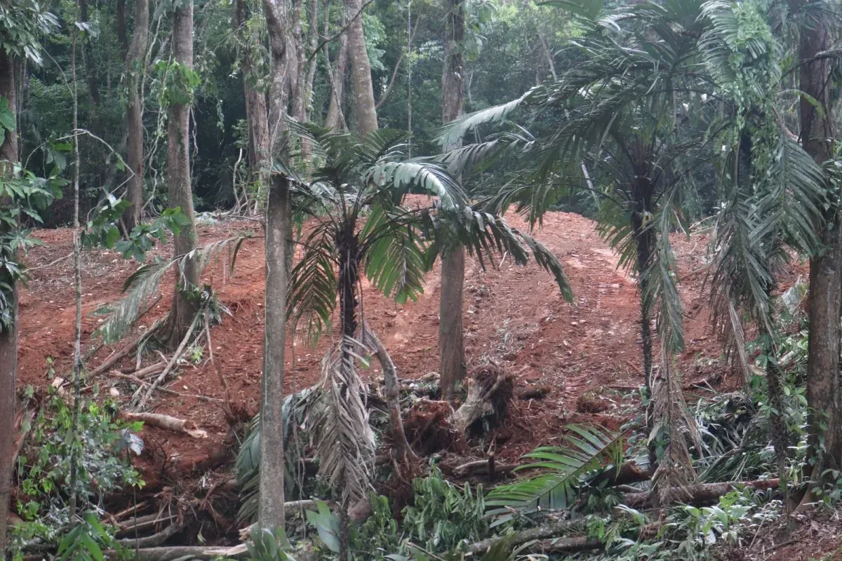 lake gatun illegal deforestation 2