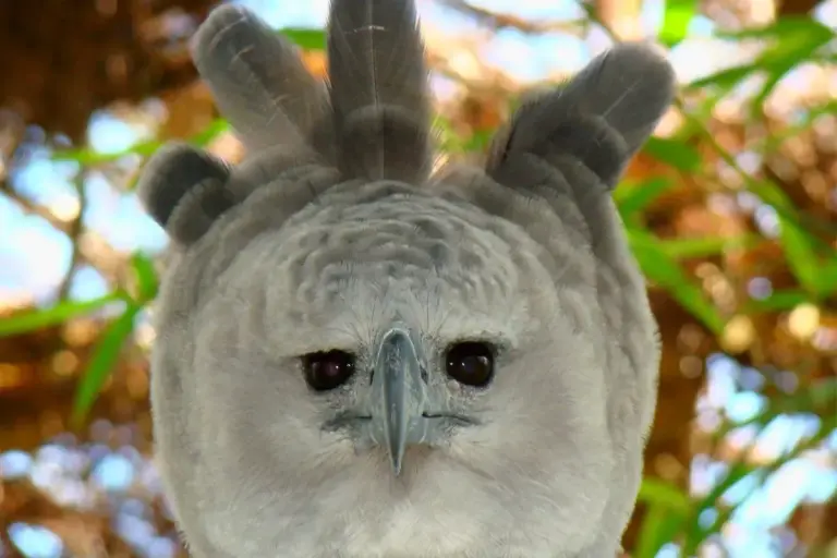 Portrait of a Harpy Eagle
