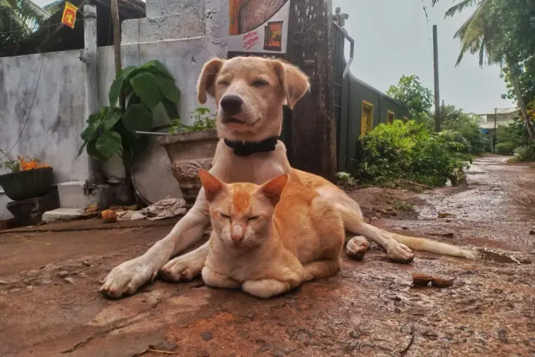 stray dog cat