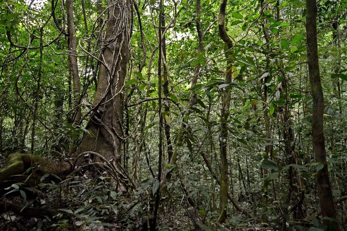 1920px Flickr ggallice Rainforest (1)
