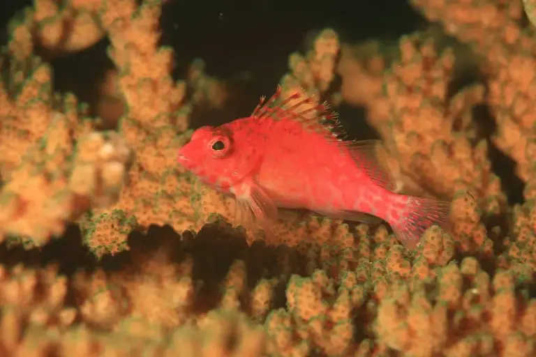 3840px Cirrhitichthys oxycephalus 1 coral reef panama