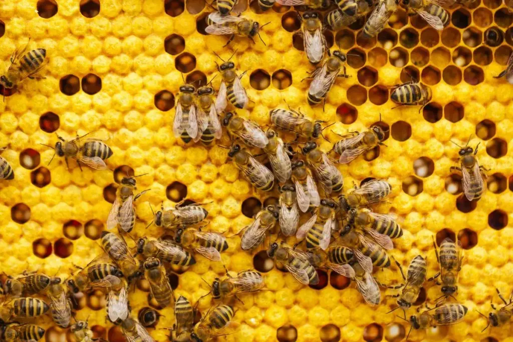 bee hive
