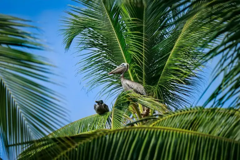 Caribbean Pelican #2 La Guaira, Panamá