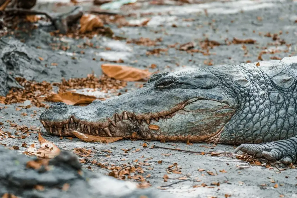 Massive 60-Year-Old Crocodile Stuns Beachgoers in Panama