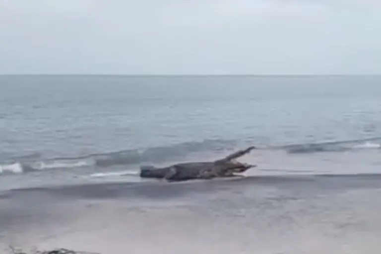 Massive 60-Year-Old Crocodile Stuns Beachgoers in Panama .crocodile Playa beach Juan Hombron en Antón