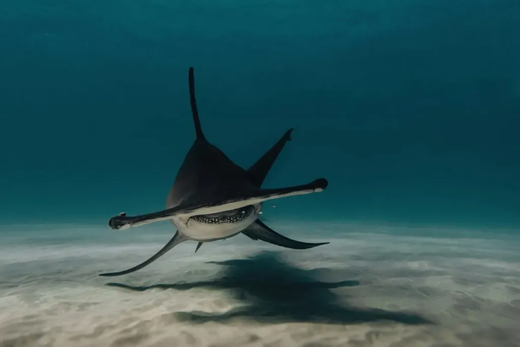 hammer head shark