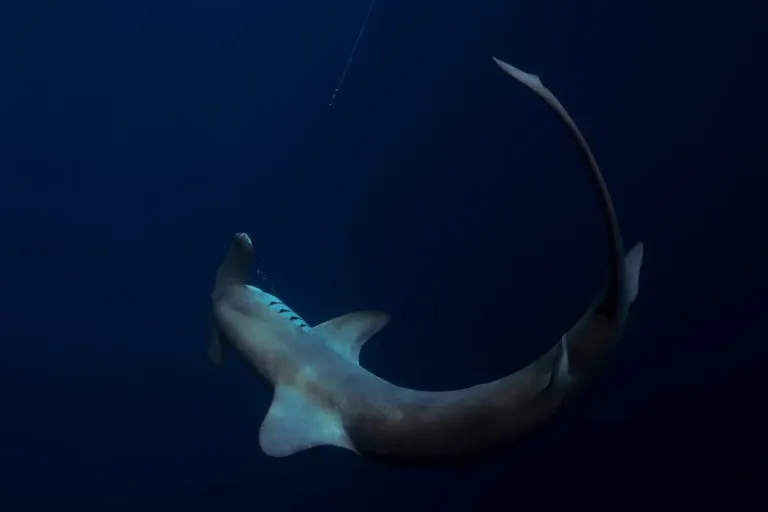 hammer head shark swimming