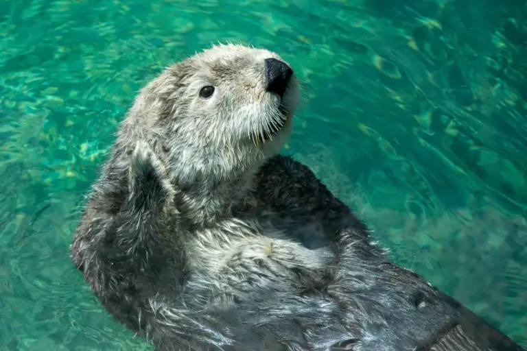 nutria / otter in water