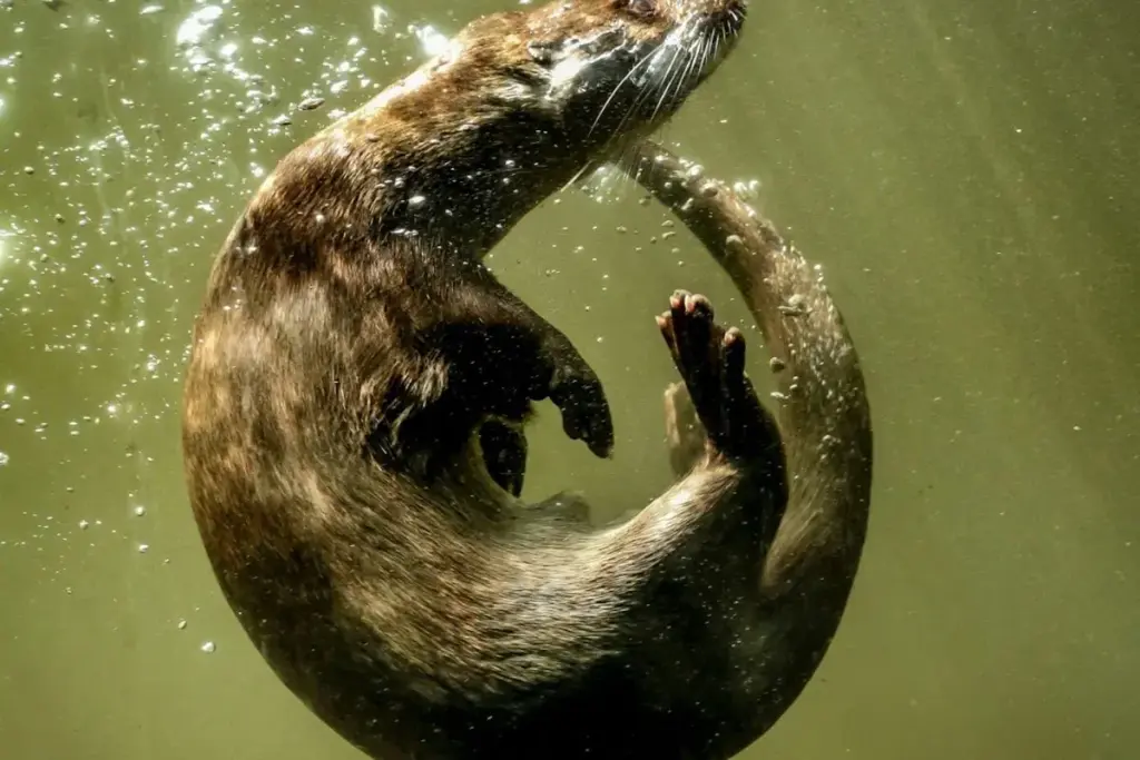 nutria under water