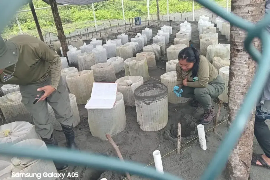 Panama Releases 144 Baby Sea Turtles at San San Beach