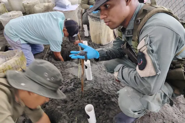 Panama Releases 144 Baby Sea Turtles at San San Beach Panama Releases 144 Baby Sea Turtles at San San Beach
