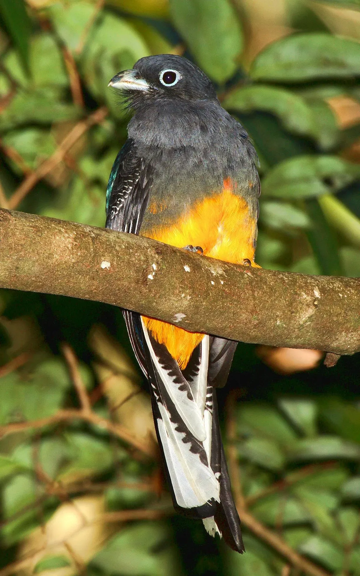 Trogon viridis 002