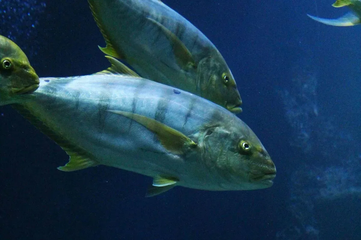 yellow fin tuna